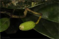 Mastixia arborea subsp. arborea